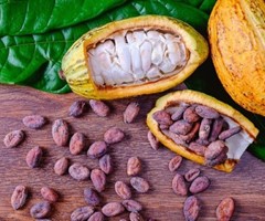 Evaluatie New Work Item Proposal (NWIP) voor de ontwikkeling van een reeks regionale standaarden voor de cacao-industrie