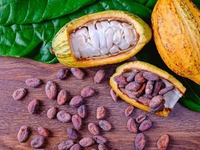 Evaluatie New Work Item Proposal (NWIP) voor de ontwikkeling van een reeks regionale  standaarden voor de cacao-industrie