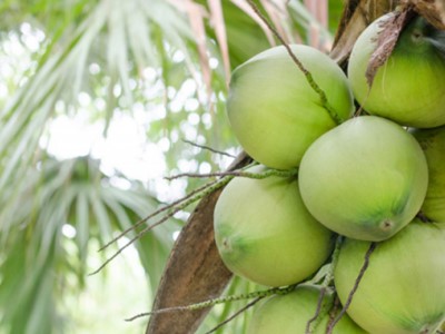 Training en ontwikkeling van kokos voor agro- verwerkers