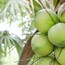 Training and development of coconut for agro-processors